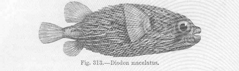 (Diodon liturosus) 70p Diodon maculatus