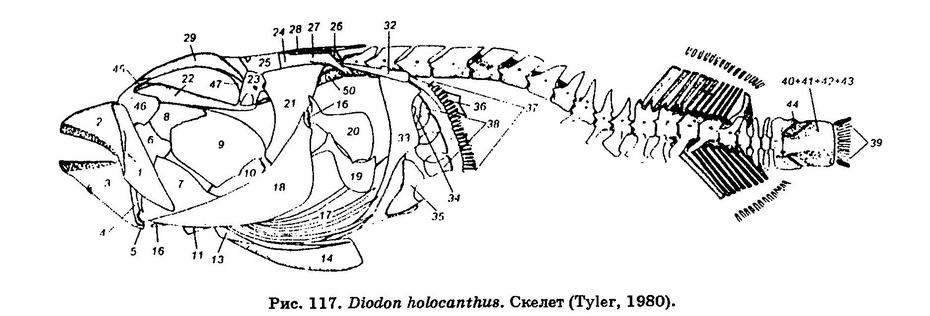 (Diodon holocanthus)