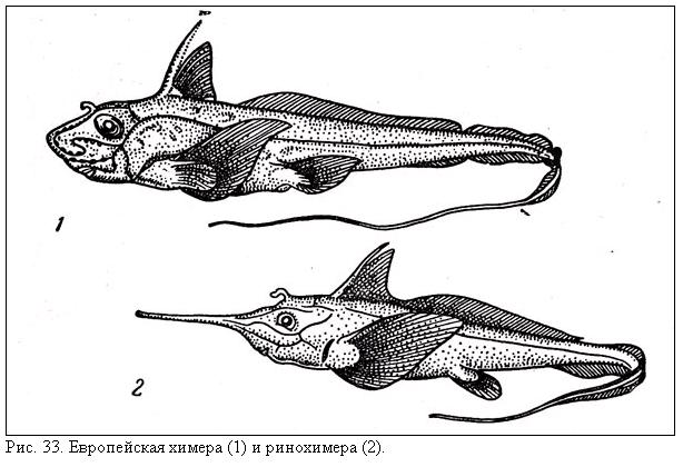 Рыба Химера Фото