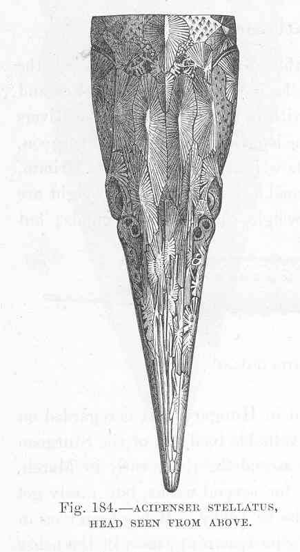 (Acipenser stellatus)
