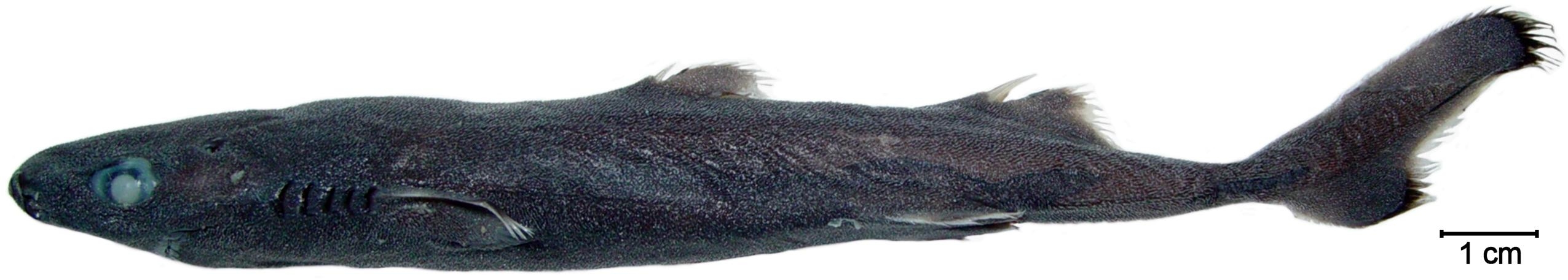 (Etmopterus decacuspidatus)