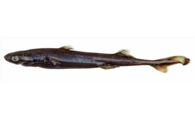 (Etmopterus fusus)