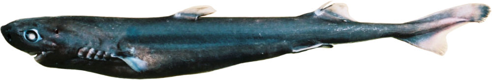 (Etmopterus pseudosqualiolus)