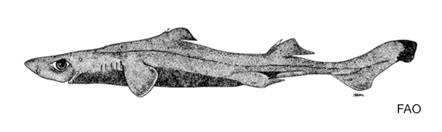 (Etmopterus pycnolepis)