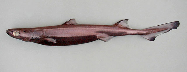 (Etmopterus spinax)