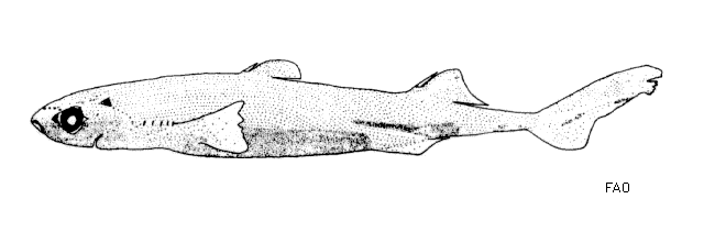 (Etmopterus splendidus)