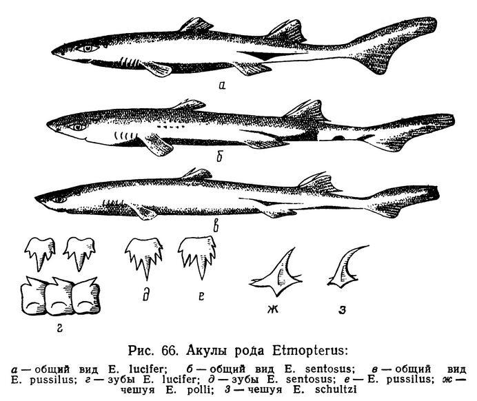 (Etmopterus Rafinesque, 1810)