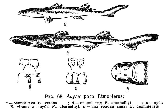 (Etmopterus Rafinesque, 1810)