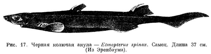 (Etmopterus spinax)