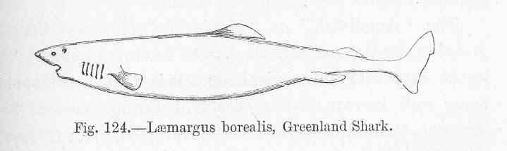 (Somniosus microcephalus) 88p Laemargus borealis