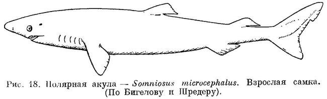 (Somniosus microcephalus)